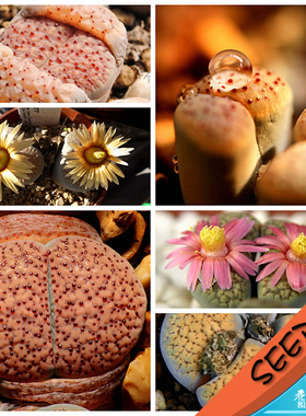 朝贡玉混合种子 Lithops verruculosa mixed 生石花种子 20粒