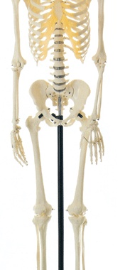 全身骨骼85cm模型/全身骨骼解剖模型/椎间盘/脊椎神经GD/A11101/3