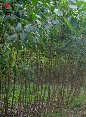 行道树苗木-杨树速生杨白杨银白杨白杨树苗意杨树苗107108杨树苗