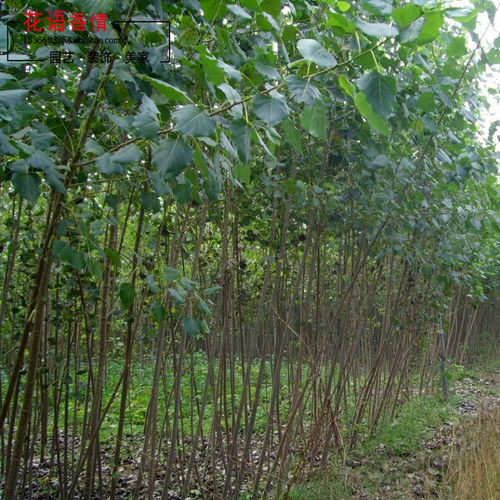 行道树苗木速生意杨白杨树苗