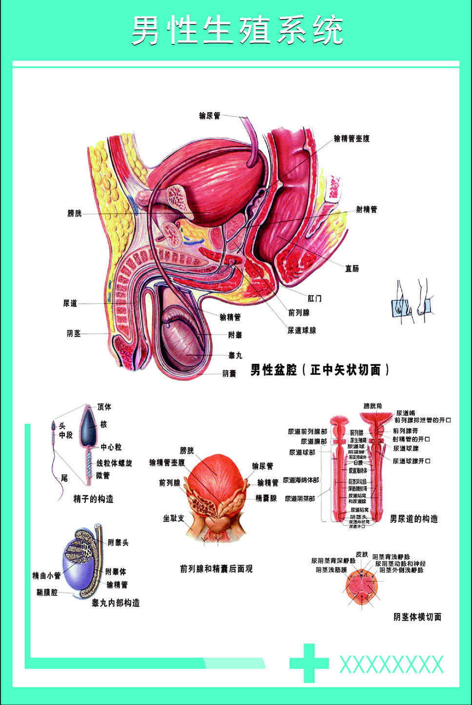 海报印制338人体海报展板36男性生殖系统 非高清图