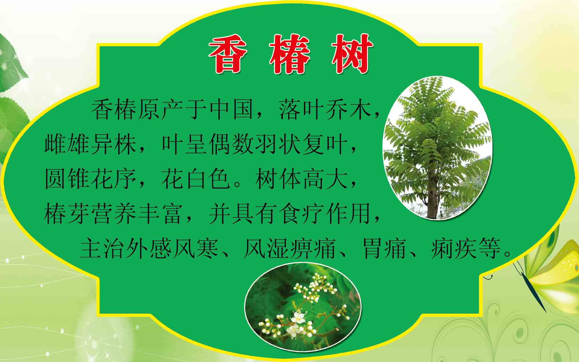 海报印制208海报展板素材(制作)5924香椿树树牌