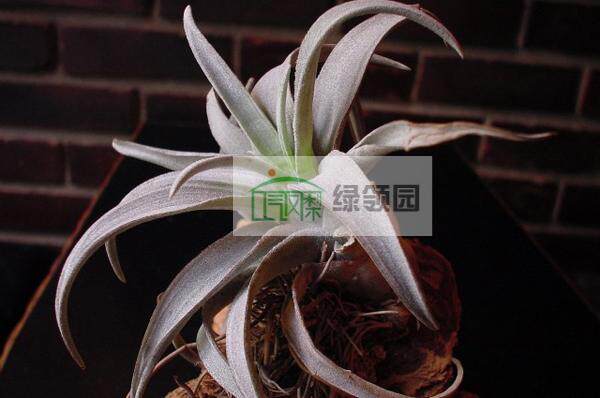 空气凤梨【展示】Tillandsia chiapensis 香槟（雨林）