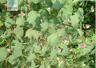 自采中药材地桃花 拦路虎八卦草 肖梵天花 纯根切片晒干新货