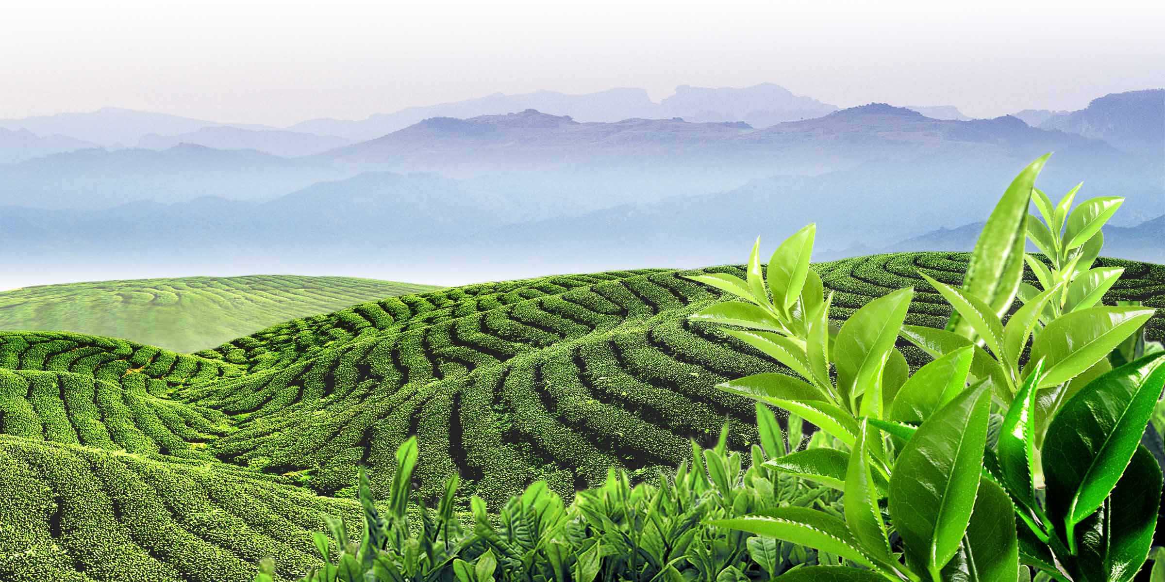 21素材茶叶茶道茶文化茶海报海报展板207茶园海报印制
