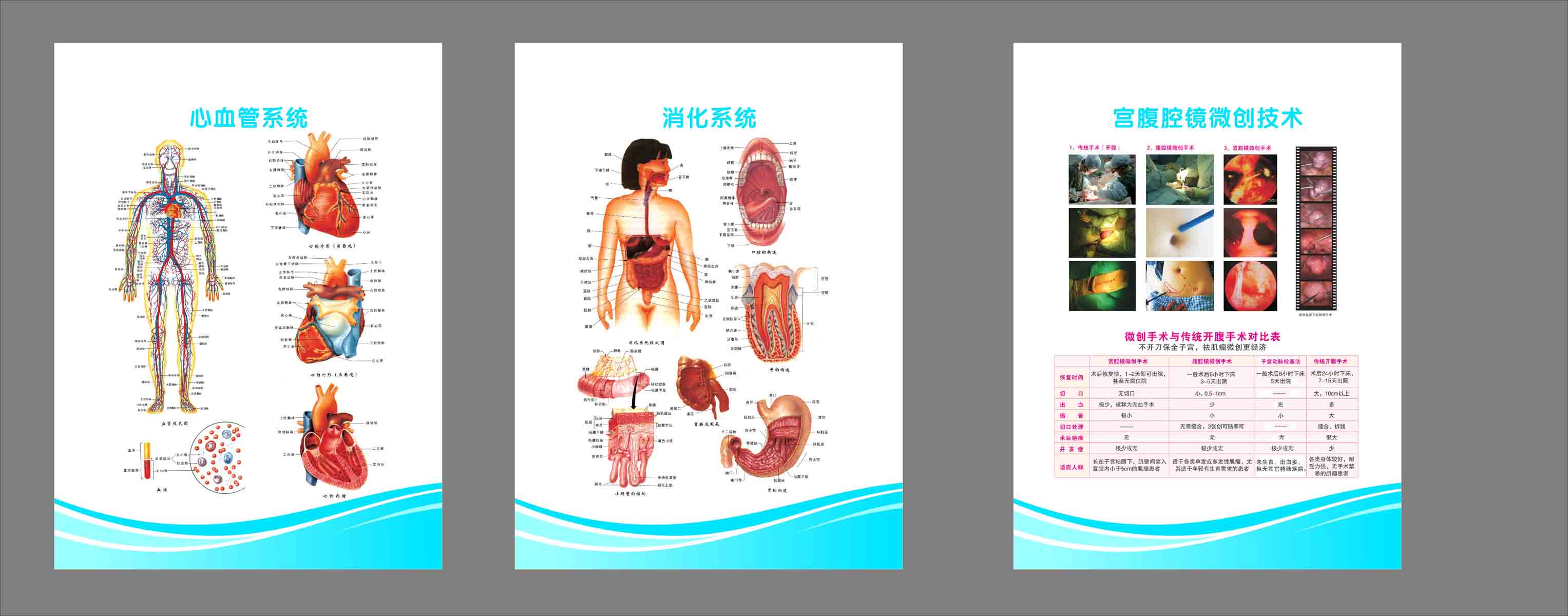 海报印制305素材人体器官展板20医疗解剖图   cdr  非高清图