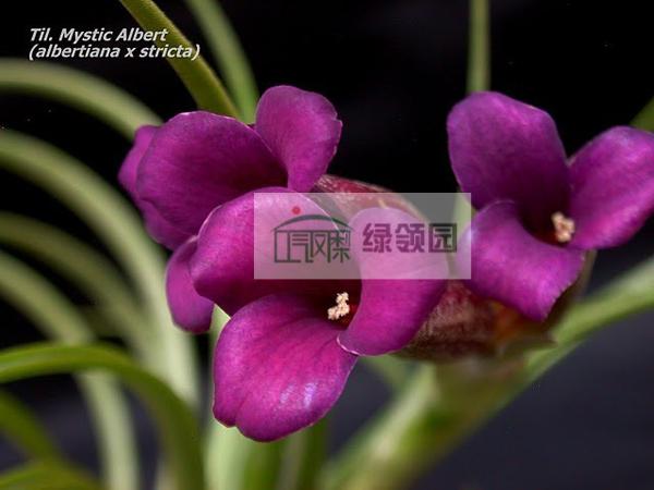 空气凤梨【展示】Tillandsia albertiana x stricta 红花瓣X多国