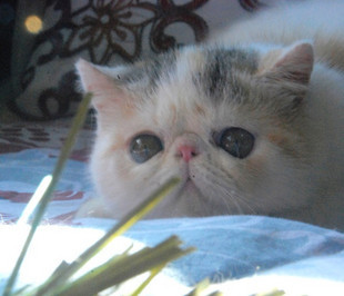 集集名猫 CAT Lulu CFA注册猫舍纯种加菲猫加菲浅三花梵 CFA