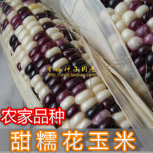 【农家花糯玉米种子】甜糯可口  春秋播种 玉米 苞谷种子