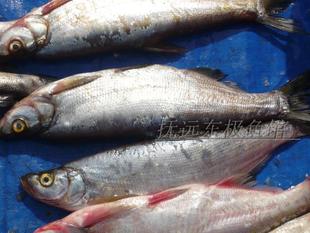 黑龙江东北抚远县特产纯江翘嘴岛子鱼白鱼3斤到12斤顺丰包邮