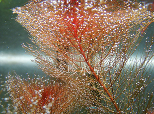 水草乌苏里聚藻 乌苏里（一枝）（100%自家生产）-珍珍水草