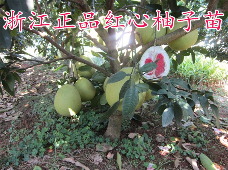 浙江红心柚子树苗盆栽三红蜜柚庭院景观玉环文旦树特价果树果苗