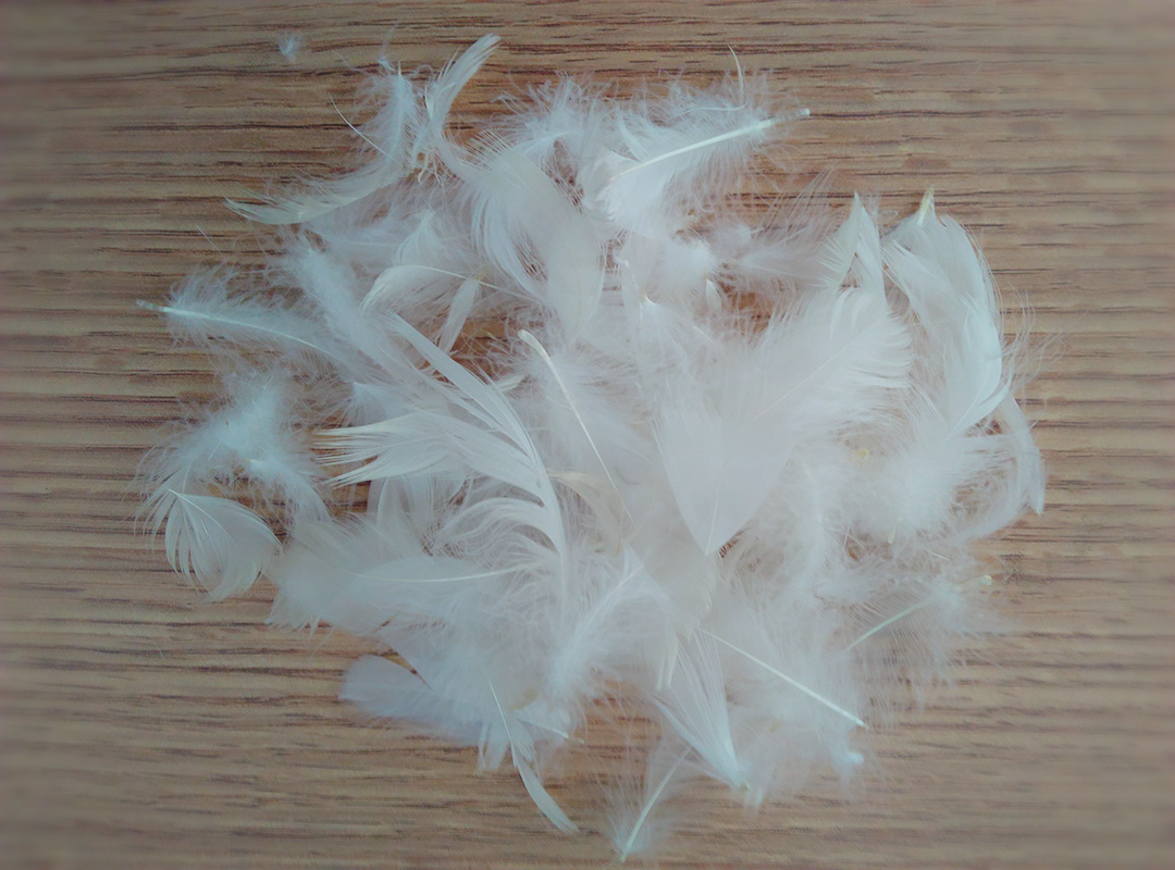 白色鹅毛羽毛消毒高档枕头散装