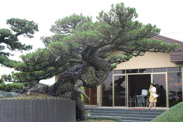 造型黑松树桩 做盆景素材湿地松 黑松树苗 四季常青植物花卉盆栽