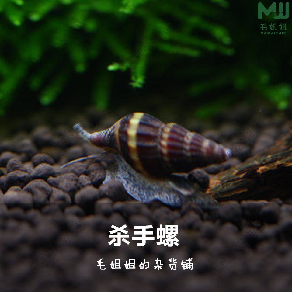 杀手螺活体 观赏螺蜜蜂宝塔螺大黃蜂螺 除螺灭螺吃涡虫草缸鱼缸