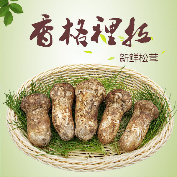 预售 舌尖上的中国 溜溜云 香格里拉 出口级野生松茸 5~9厘米 500g 优惠券折后￥98顺丰包邮（￥198-100） 送松茸饮料一箱