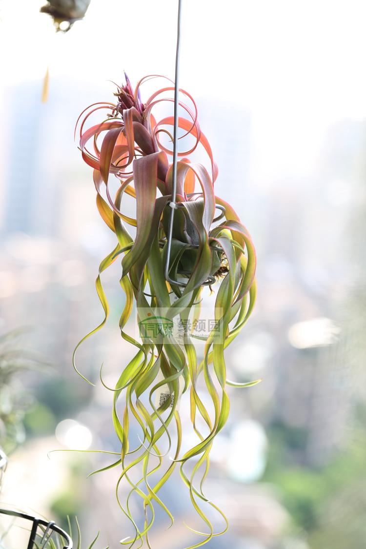空气凤梨【展示】T. Brchy.Sel. X Strepto.贝可利精选 x 电卷