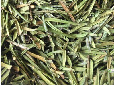 精选 正品 红豆杉树叶 红豆杉叶500克25元 两件包邮
