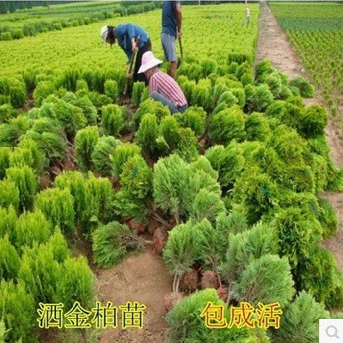盆栽庭院绿化苗木