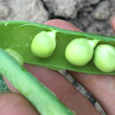 豌豆营分pk黄豆绿豆红豆黑豆