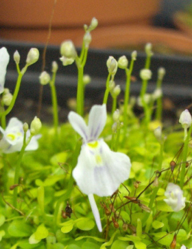 食虫植物-小白兔狸藻Utricularia sandersonii捕蝇草茅膏菜捕虫堇