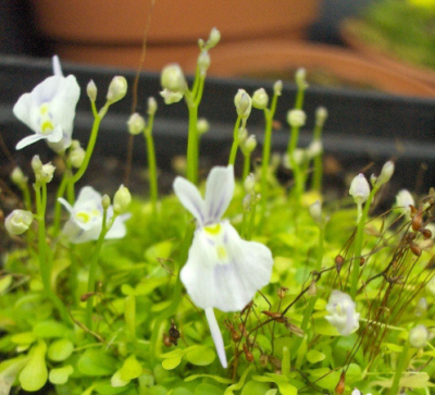 食虫植物狸藻小白兔子花卉绿植