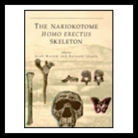 【预售】Nariokotome Homo Erectus Skeleton