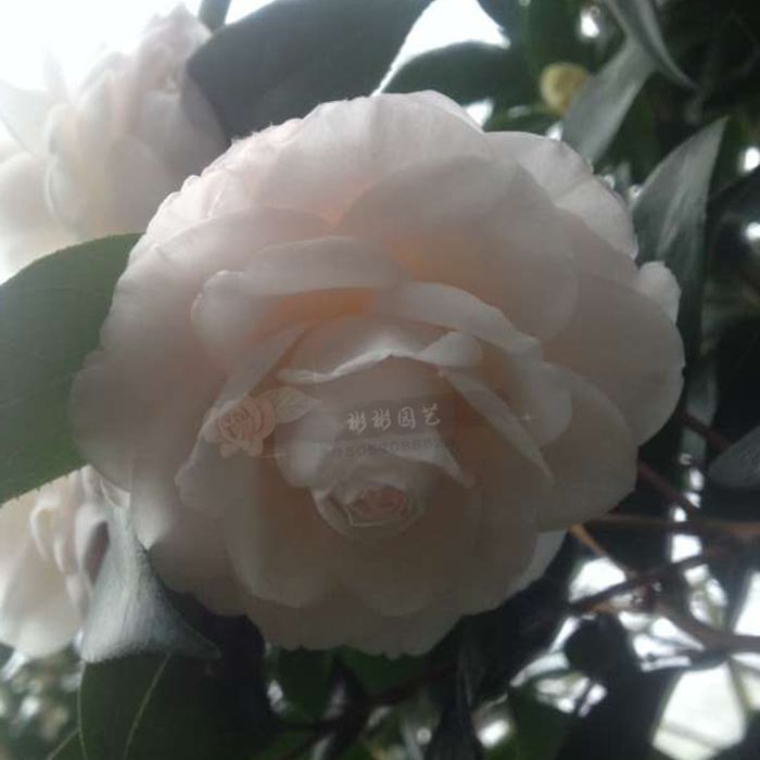 追雪又名逸香 福建品种茶花 茶花盆栽 龙岩茶花阳台盆栽 花园地栽