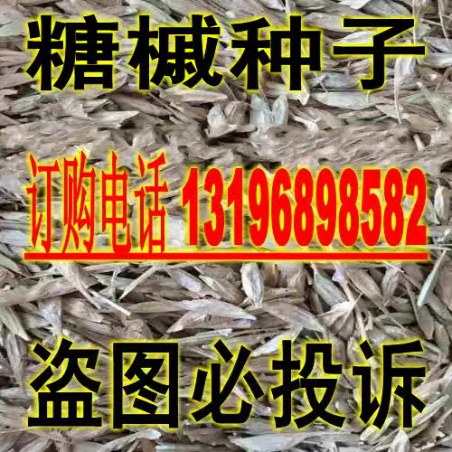 糖槭种子 复叶槭种子 青榨槭种子 加拿大 糖枫树 覆叶槭 北方树种