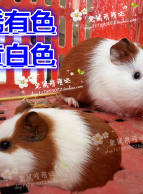 荷兰猪带笼活体公仔宠物豚鼠活物荷兰鼠鼠宝宝彩豚自家繁殖