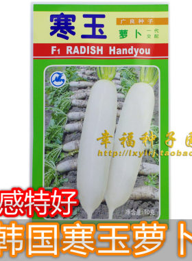 耐抽苔耐寒白如玉播种蔬菜种子