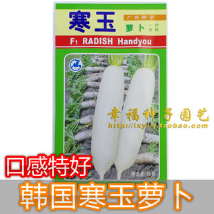 【寒玉白萝卜种子】耐抽苔 耐寒出众 根白如玉 春秋播种 蔬菜种子