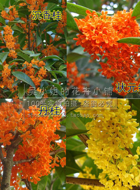 盆栽地栽状元红嫁接桂花