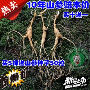 新鲜林下参泡酒人参12年参龄长白山林下山参可种植可泡酒可煲汤