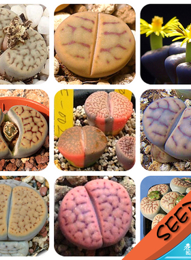 招福玉混合种子 生石花种子 Lithops schwantesii mixed 20粒