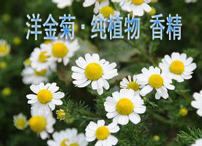 洋甘菊植物手工面霜香精