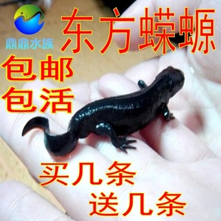 活体宠物火龙鱼淡水冷水陆两栖宠物热带鱼爬行动物恐龙鱼锦鲤包邮