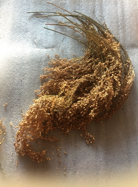 新黍子穗拍一份500g麦穗谷穗纯仓鼠粮可混搭鹦鹉粮食包邮