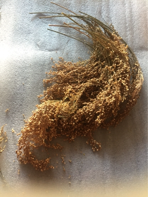 2020新黍子穗拍一份麦穗纯仓鼠粮