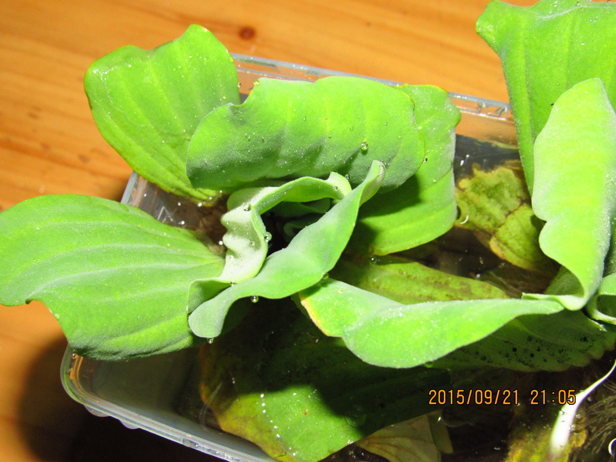 水芙蓉水草水生大叶浮萍 室内阳台庭院池塘 水培植物改水质防鱼跳