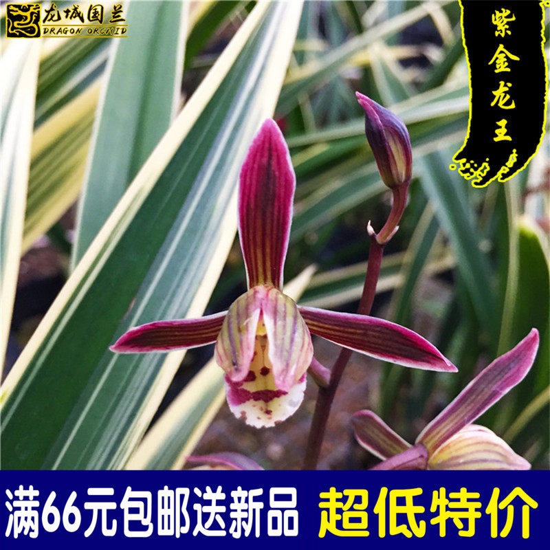 高档墨兰报岁兰 紫金龙王 金边好养包邮兰花苗 室内花卉绿植盆栽