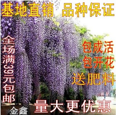 攀援花卉盆栽紫藤净化空气树苗