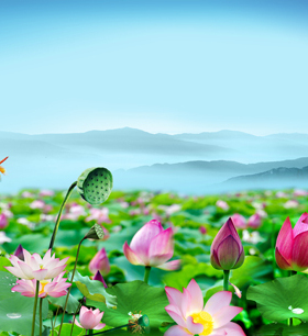 鲜花花朵海报 荷花印象荷塘荷花池荷叶夏季风景装饰画挂画 J1596C