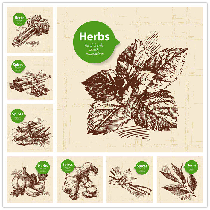 a0411矢量香草香料调料生姜薄荷大蒜八角桂皮手绘线稿 ai设计素材