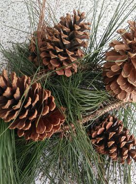 天然干花松果松塔拍摄道具餐厅饭店酒吧摆饰幼儿园场景装饰用品