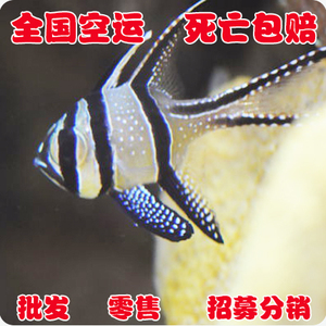 巴黎天使-海水鱼/观赏鱼/活体、珊瑚水族/死亡100%包赔