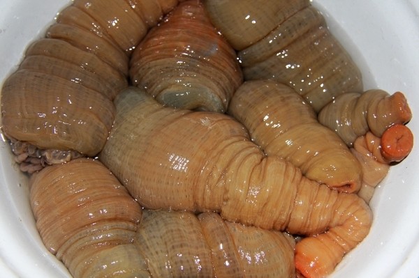 三门小海鲜 野生沙蒜海蒜不泡水 海葵 海鲜鲜活水产 海肠子海卵子