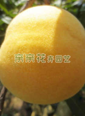 湖南嫁接可盆栽果树苗