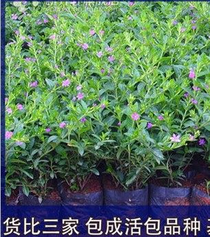 日本满天星紫蓝色四季开花地被