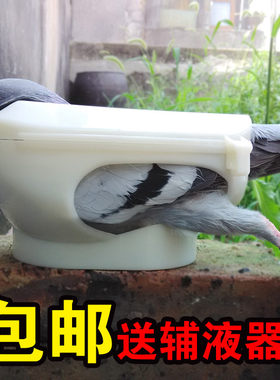 新款鸽子固定器一个人打针